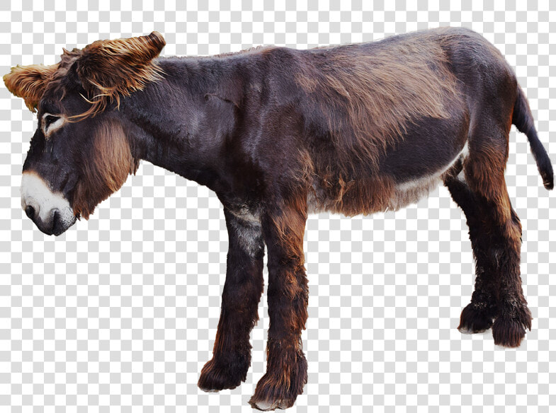 Moose Donkey  Isolated  Mammal  Long Eared  Animals   Veetu Vilangugal In Tamil  HD Png DownloadTransparent PNG