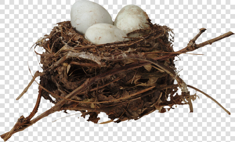 Nest Png  Download Png Image With Transparent Background    Nest  Png DownloadTransparent PNG