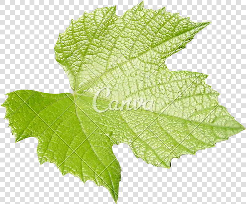 Leaf plant flower grape Leaves flowering Maple   Vitis  HD Png DownloadTransparent PNG