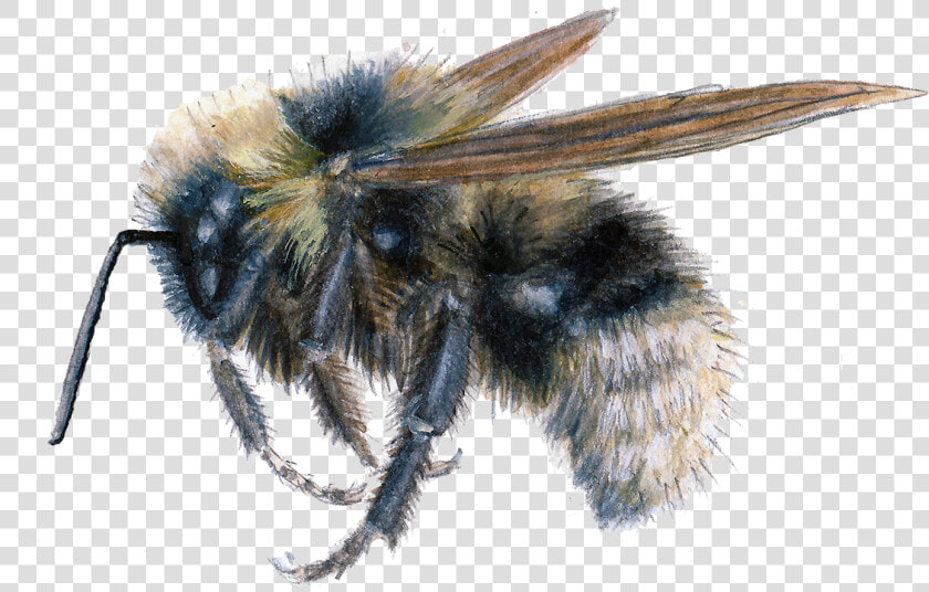 Barbut S Cuckoo Bumblebee   Honeybee  HD Png DownloadTransparent PNG