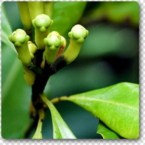 Cloves Plant  HD Png DownloadTransparent PNG