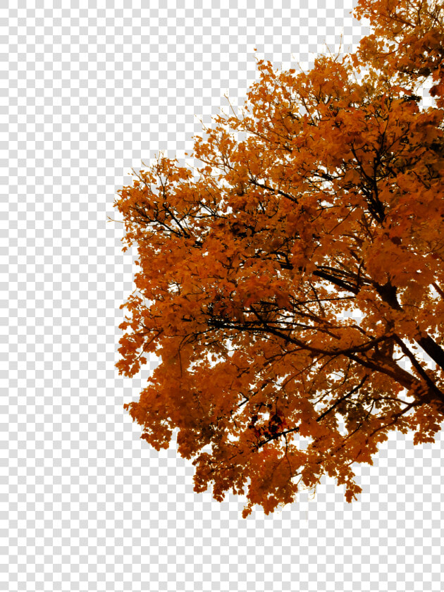 Autumn Cutout By Tigers Stock On   Fall Tree Png  Transparent PngTransparent PNG