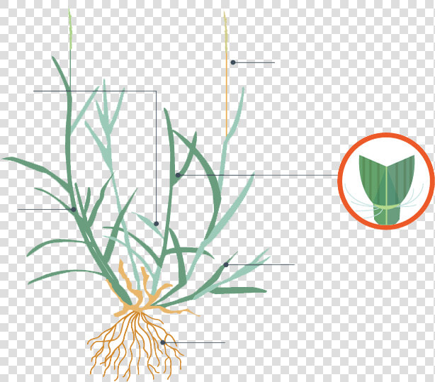 Zoysia Grass Characteristics  HD Png DownloadTransparent PNG