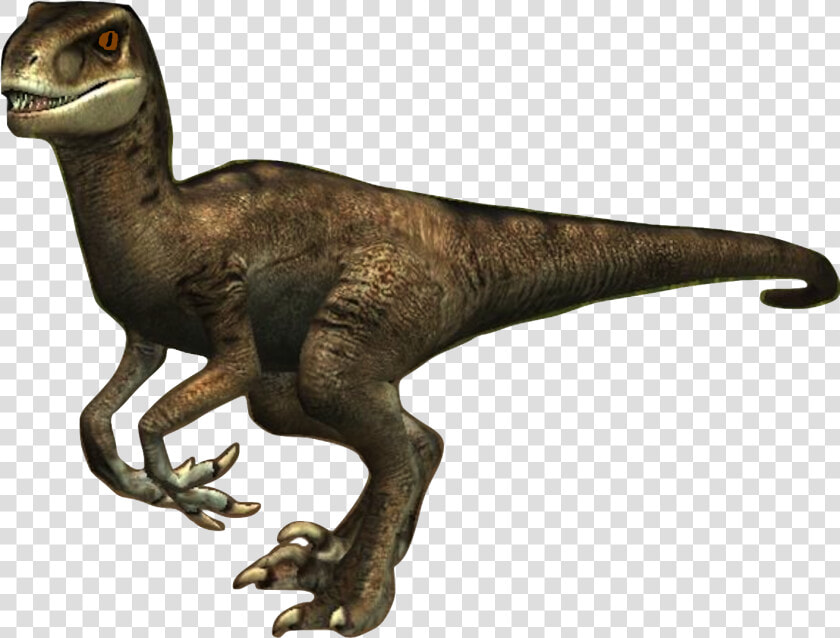 Paula The Velociraptor   Velociraptor  HD Png DownloadTransparent PNG