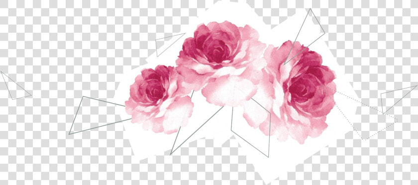 Transparent Page Separator Png   Garden Roses  Png DownloadTransparent PNG