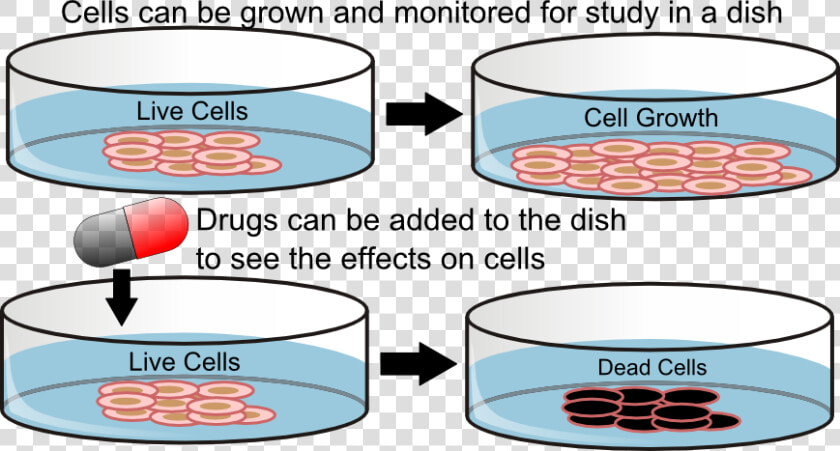 Transparent Petri Dish Png   Cancer Cell In Vitro  Png DownloadTransparent PNG