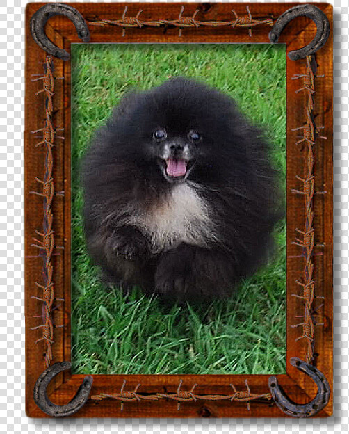 Pomeranian  HD Png DownloadTransparent PNG