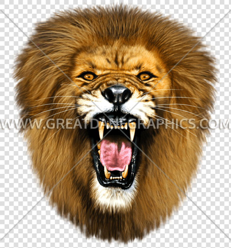 Roaring Lion Head Png   Roaring Lion Face Png  Transparent PngTransparent PNG