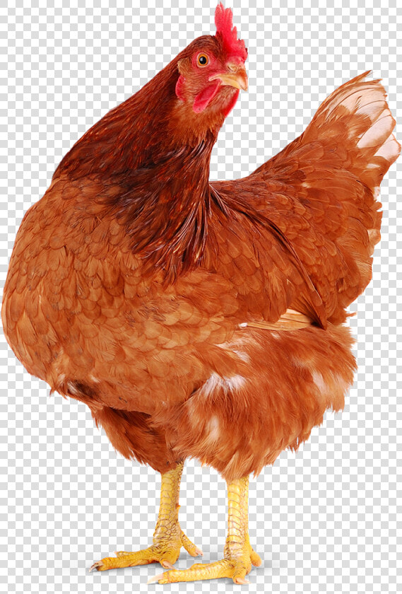 Red Chicken Png   Humane Farm Animal Care Chickens  Transparent PngTransparent PNG