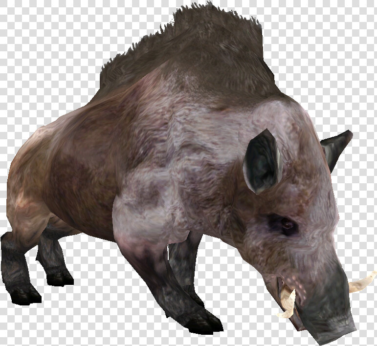 Beast Oblivian Boar   Morrowind Boar  HD Png DownloadTransparent PNG