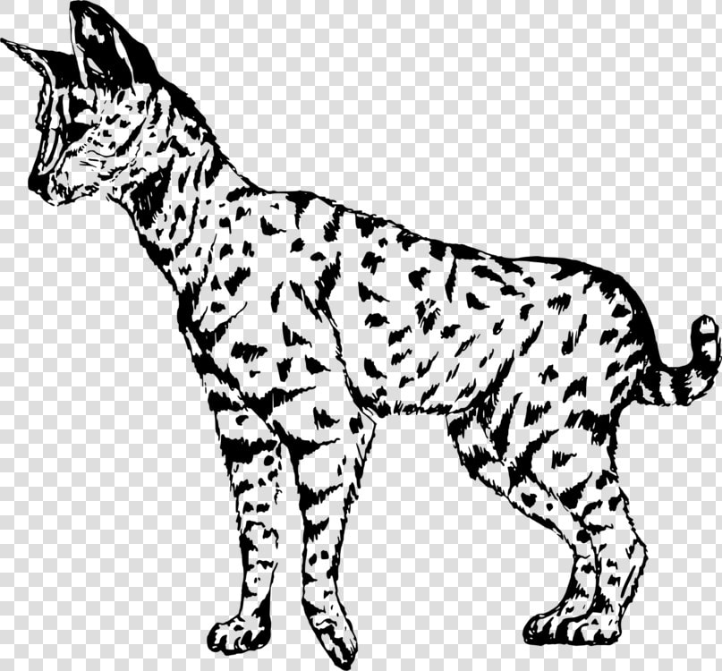 Wild Cat carnivoran dog Breed   Serval Clipart Black And White  HD Png DownloadTransparent PNG