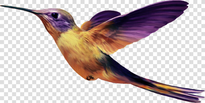 Birds Png Images Free Download  Birds Png   Purple And Yellow Hummingbird  Transparent PngTransparent PNG