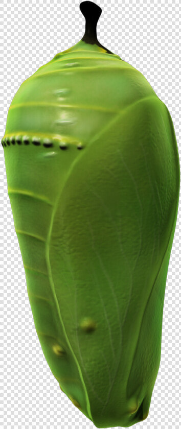 Pupa  HD Png DownloadTransparent PNG