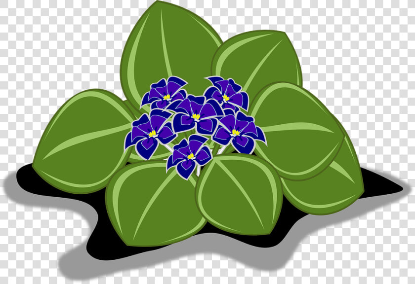 African Violets  HD Png DownloadTransparent PNG