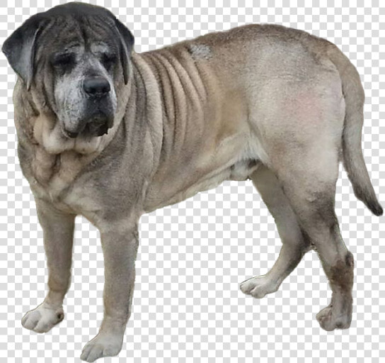 English Mastiff Png   Mastiff Png  Transparent PngTransparent PNG