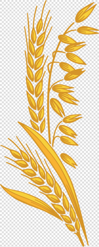 Grain Clipart Fiber   Fibre Clipart  HD Png DownloadTransparent PNG