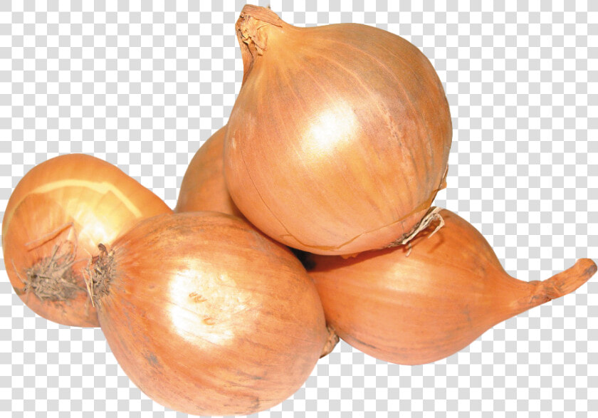 Onion Png Image2   Portable Network Graphics  Transparent PngTransparent PNG