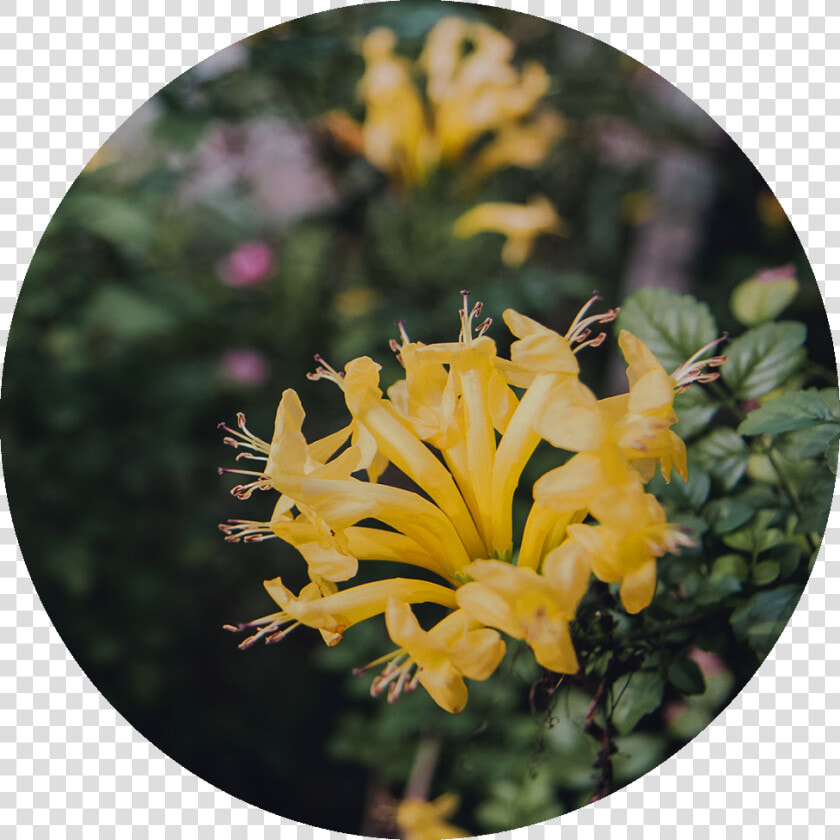 Transparent Japanese Flower Png   Grevillea  Png DownloadTransparent PNG