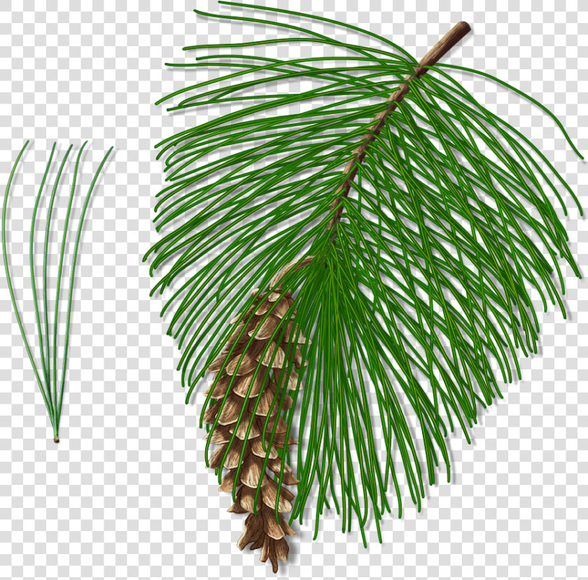 Pond Pine  HD Png DownloadTransparent PNG