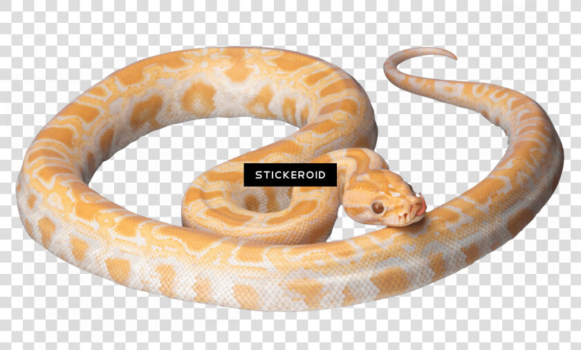 Orange And White Snake   Png Download   Bright Yellow Corn Snake  Transparent PngTransparent PNG