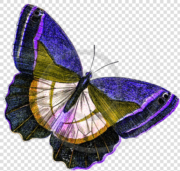 Yellow Butterfly Png   Png Download   Purple And Yellow Butterflies  Transparent PngTransparent PNG