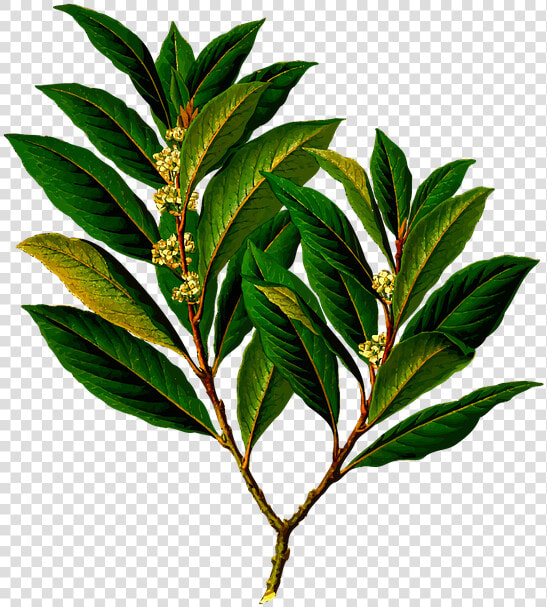 Bay Branch Edible Evergreen Food Herb Herbal   Laurel Bay Leaves  HD Png DownloadTransparent PNG