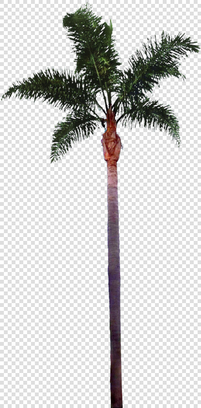 Palm Tree Images Best Clipart Free   Fachadas Arquitectura Escala 1 100  HD Png DownloadTransparent PNG