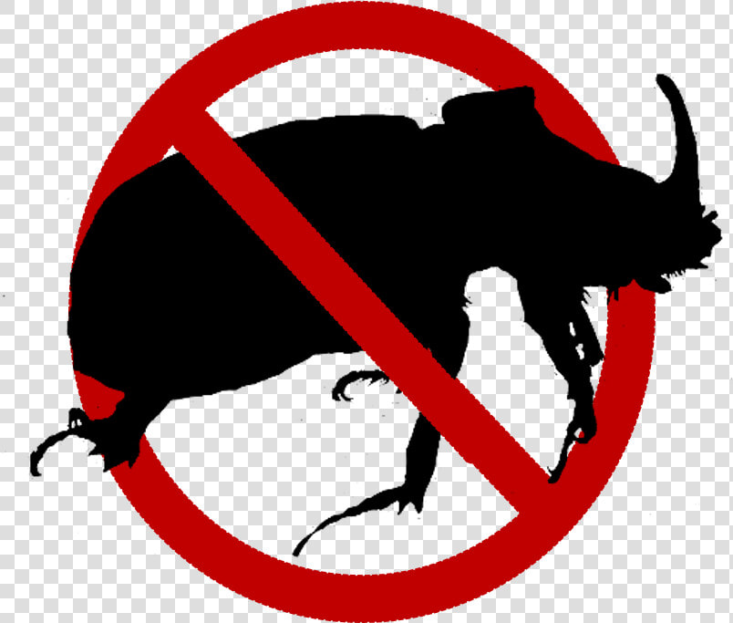 Guam Coconut Rhinoceros Beetle  HD Png DownloadTransparent PNG