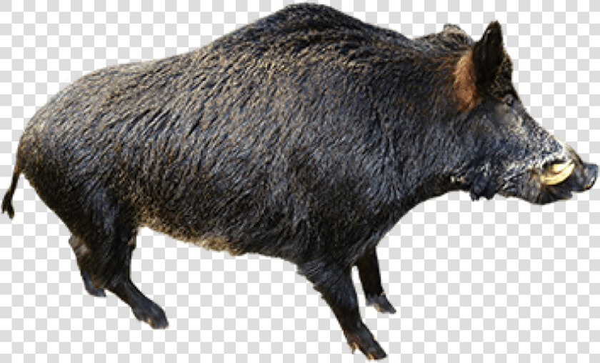 Free Png Boar Png Images Transparent  Png DownloadTransparent PNG