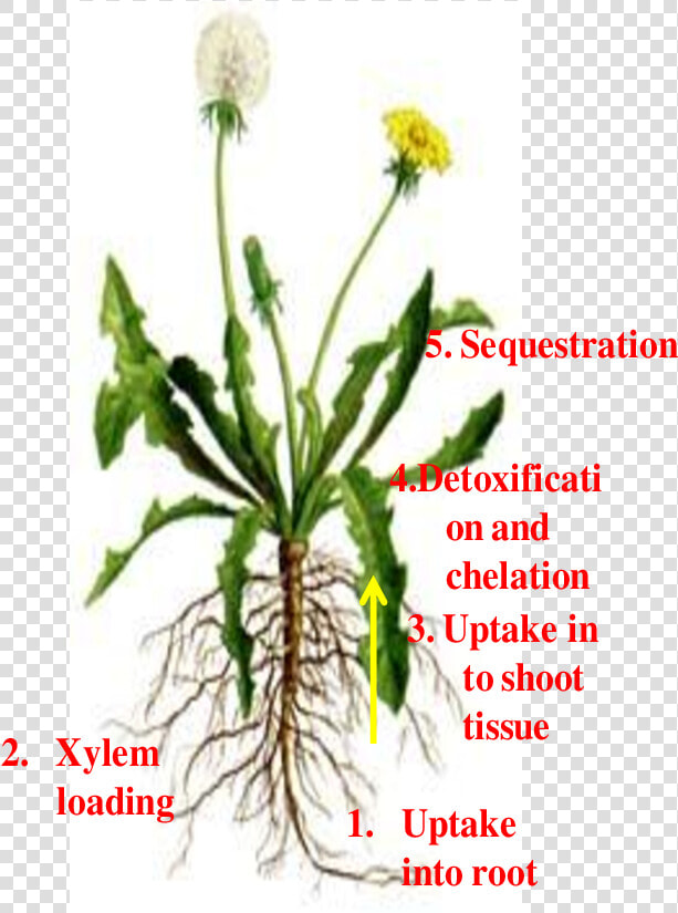 Different Pathways Of Metal Uptake And Detoxification   Diagram Of Dandelion Plant  HD Png DownloadTransparent PNG