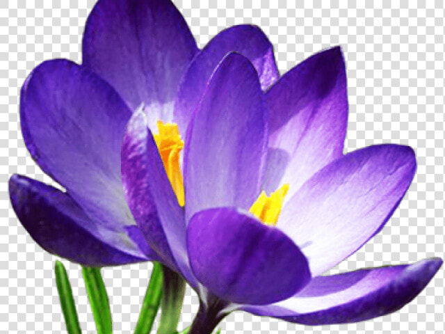 Transparent Crocus Clipart   Spring Flowers Png  Png DownloadTransparent PNG