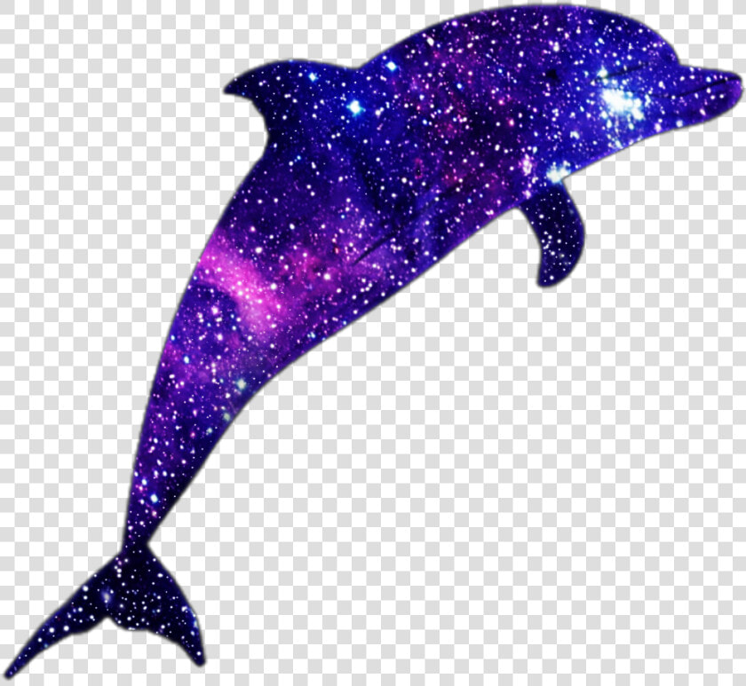 Transparent Delfin Clipart  HD Png DownloadTransparent PNG