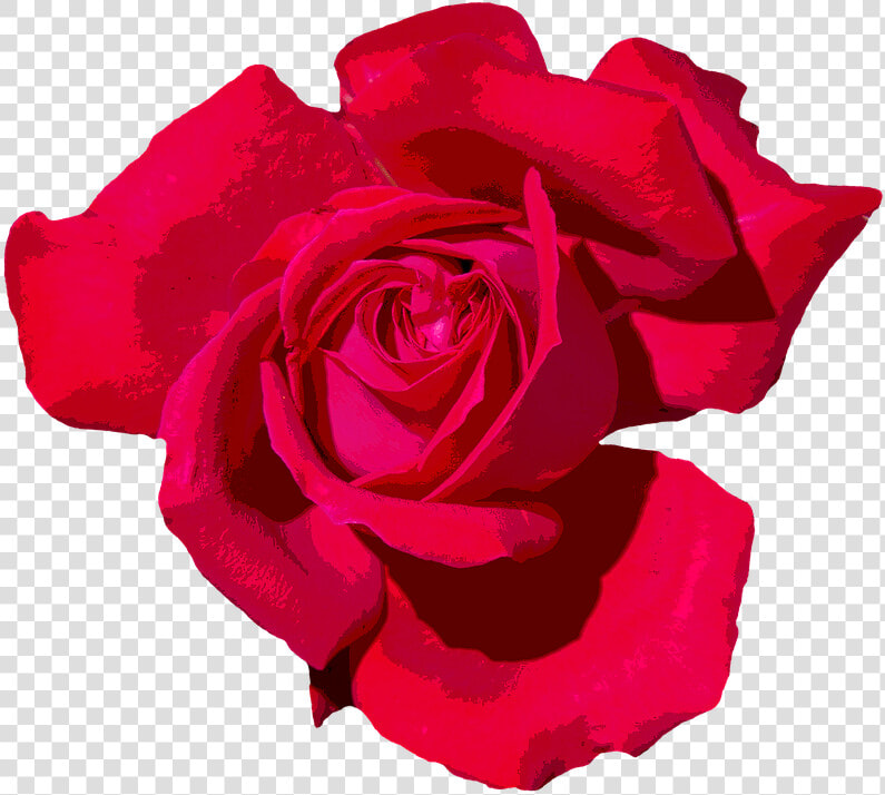 Rose  Love  Romantic  Red Rose  Red  Flowers  Blossom   Red Romantic Png Rose  Transparent PngTransparent PNG