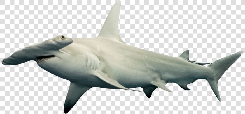 Shark Png Free Download   Hammerhead Shark White Background  Transparent PngTransparent PNG