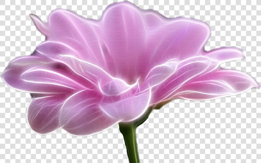  flower freetoedit   Artificial Flower  HD Png DownloadTransparent PNG