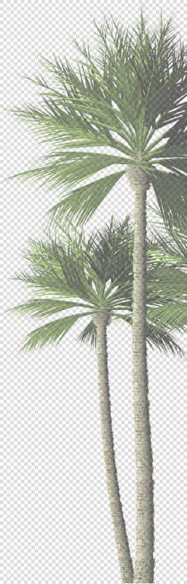 Com Palm Tree   Date Palm  HD Png DownloadTransparent PNG