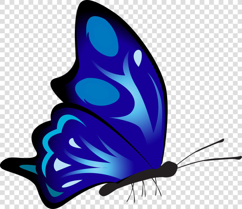 Butterfly Colorful Blue   Side Butterfly Drawing Coloured  HD Png DownloadTransparent PNG