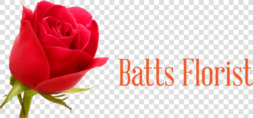 Batts Florist   Floribunda  HD Png DownloadTransparent PNG