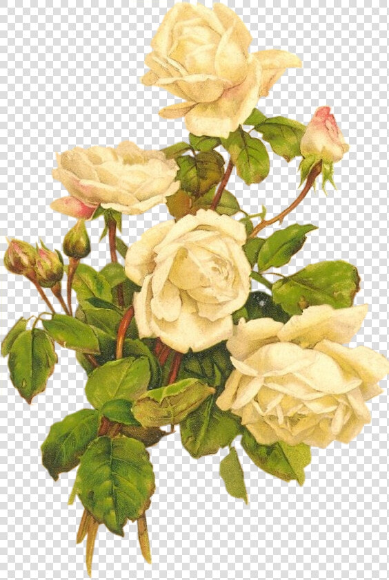 Yellow Roses Bumbdalebee   White Roses Vintage Png  Transparent PngTransparent PNG