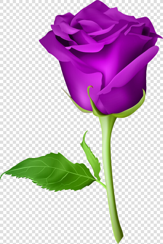 Rose Clipart Purple   Gulab Ka Phool Png  Transparent PngTransparent PNG