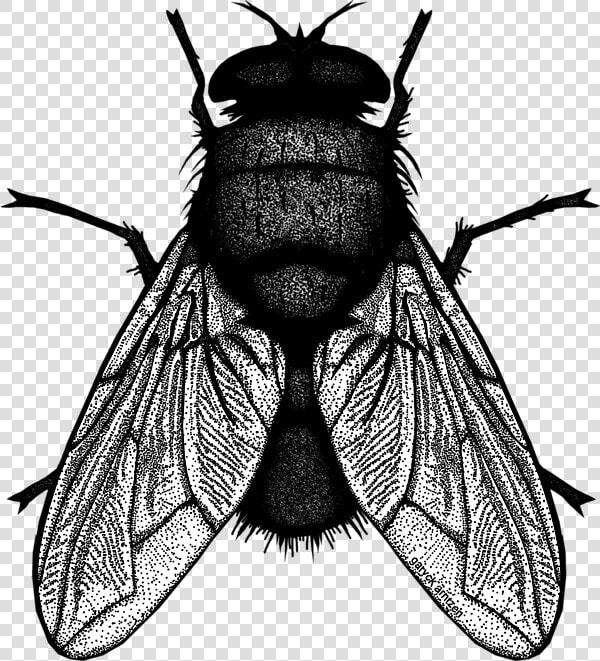 Net winged Insects  HD Png DownloadTransparent PNG