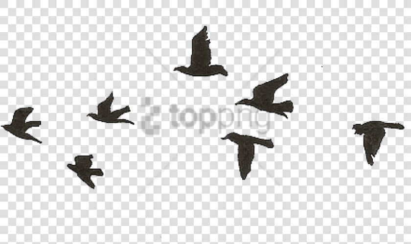 Bird Gif Png   Birds Flying Gif Png  Transparent PngTransparent PNG