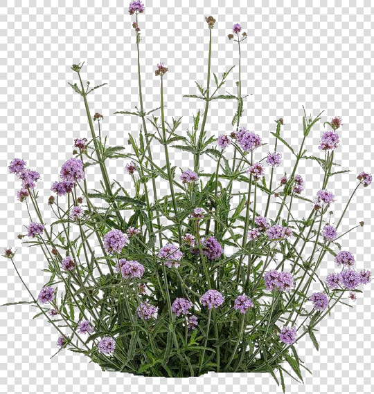 Verbena Bonariensis Cloud 8  HD Png DownloadTransparent PNG