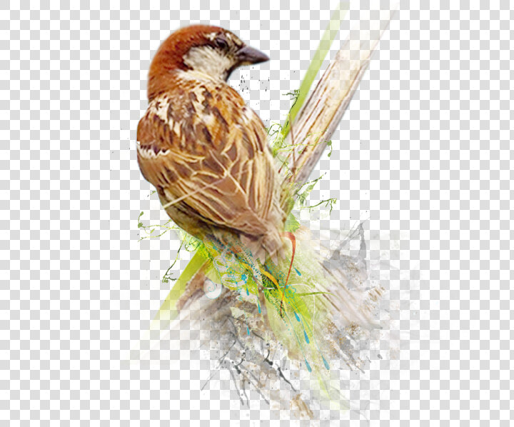 Sparrow Png Image   World Sparrow Day 2019  Transparent PngTransparent PNG