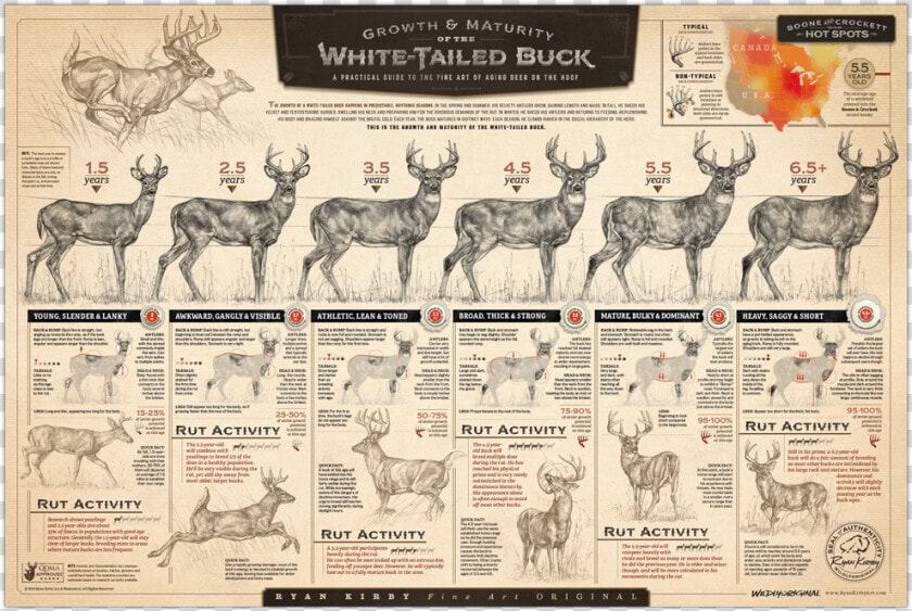 Ryan Kirby Growth Maturity Whitetail Buck Poster Deer   Growth And Maturity Of The Whitetail Buck  HD Png DownloadTransparent PNG