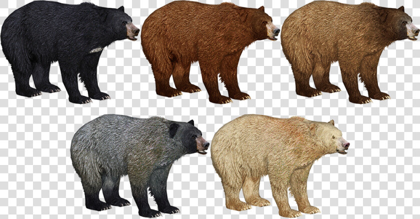 Zoo Tycoon Cinnamon Bear  HD Png DownloadTransparent PNG