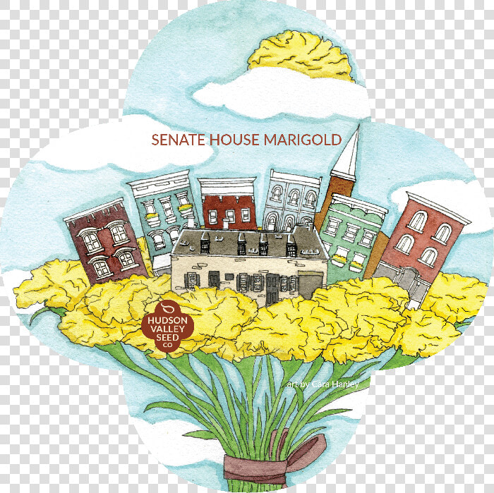 Organic Senate House Marigold Seeds   Bouquet  HD Png DownloadTransparent PNG