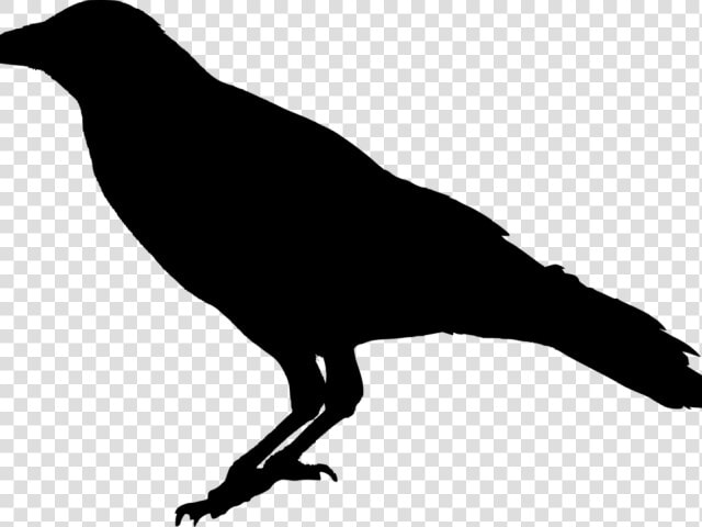 Crow Png Transparent Images   Silhouette Crow Transparent Background  Png DownloadTransparent PNG