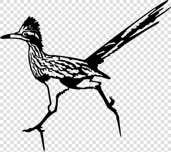 Roadrunner  HD Png DownloadTransparent PNG