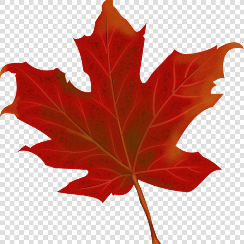 Fall Leaves Graphic Leaf Autumn Leaves Free Vector  HD Png DownloadTransparent PNG